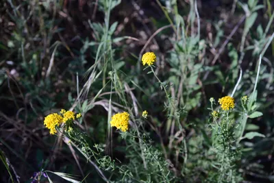 DSC_2053 (Large).JPG